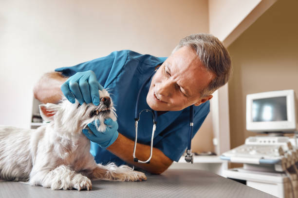 Best 24-Hour Emergency Dental Care in Lake Of The Woods, AZ